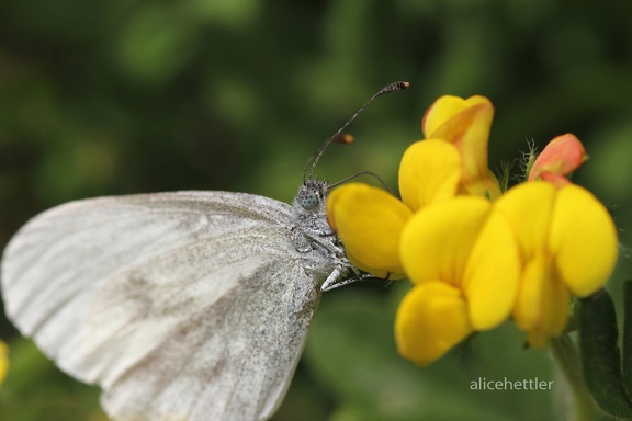 Senfweißling (Leptidea sinapis/reali/juvernica)